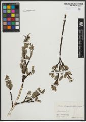 Salix appendiculata Vill. x Salix caprea L.